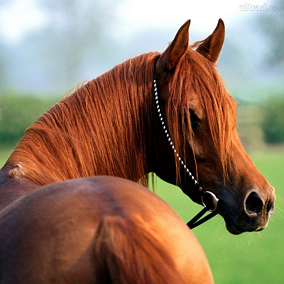 A Personalidade do Cavalo-Parte 1