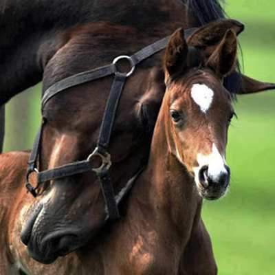 A personalidade do cavalo-Parte 2