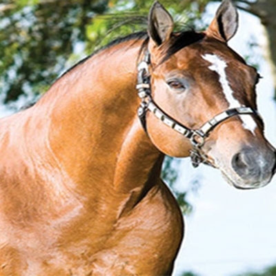 Cavalos crioulos chilenos