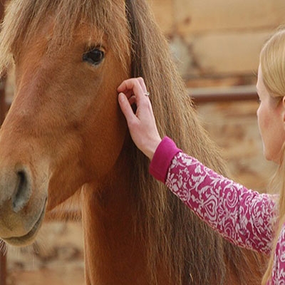 Cavalos domésticos são capazes de reagir a emoções humanas