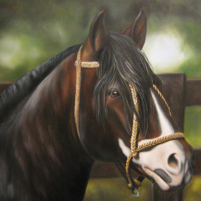 História do Cavalo Crioulo