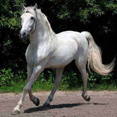 Tipos de Pelagem de Cavalos