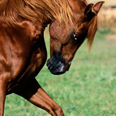 Reflexões sobre a doma de cavalos