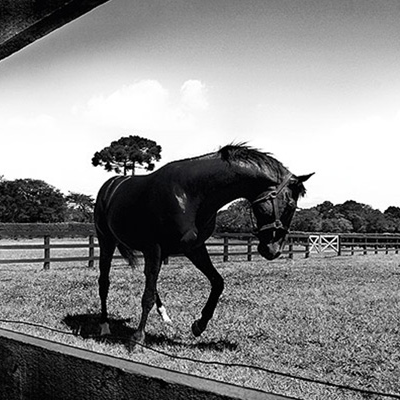 Ronaldo, o fenômeno entre os cavalos
