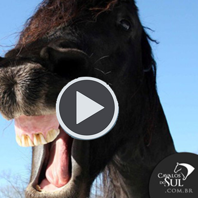 Vídeos engraçados com cavalos