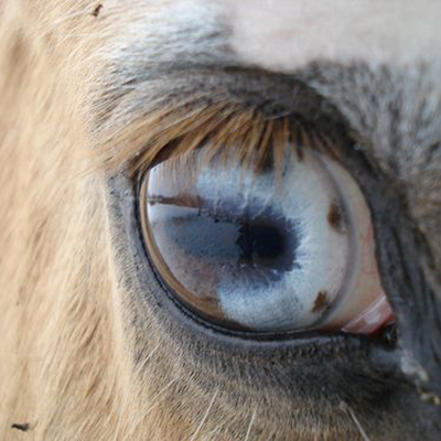 A visão do cavalo-Parte 2