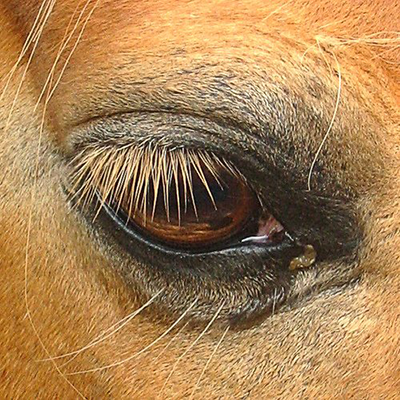 A visão do cavalo-Parte 1